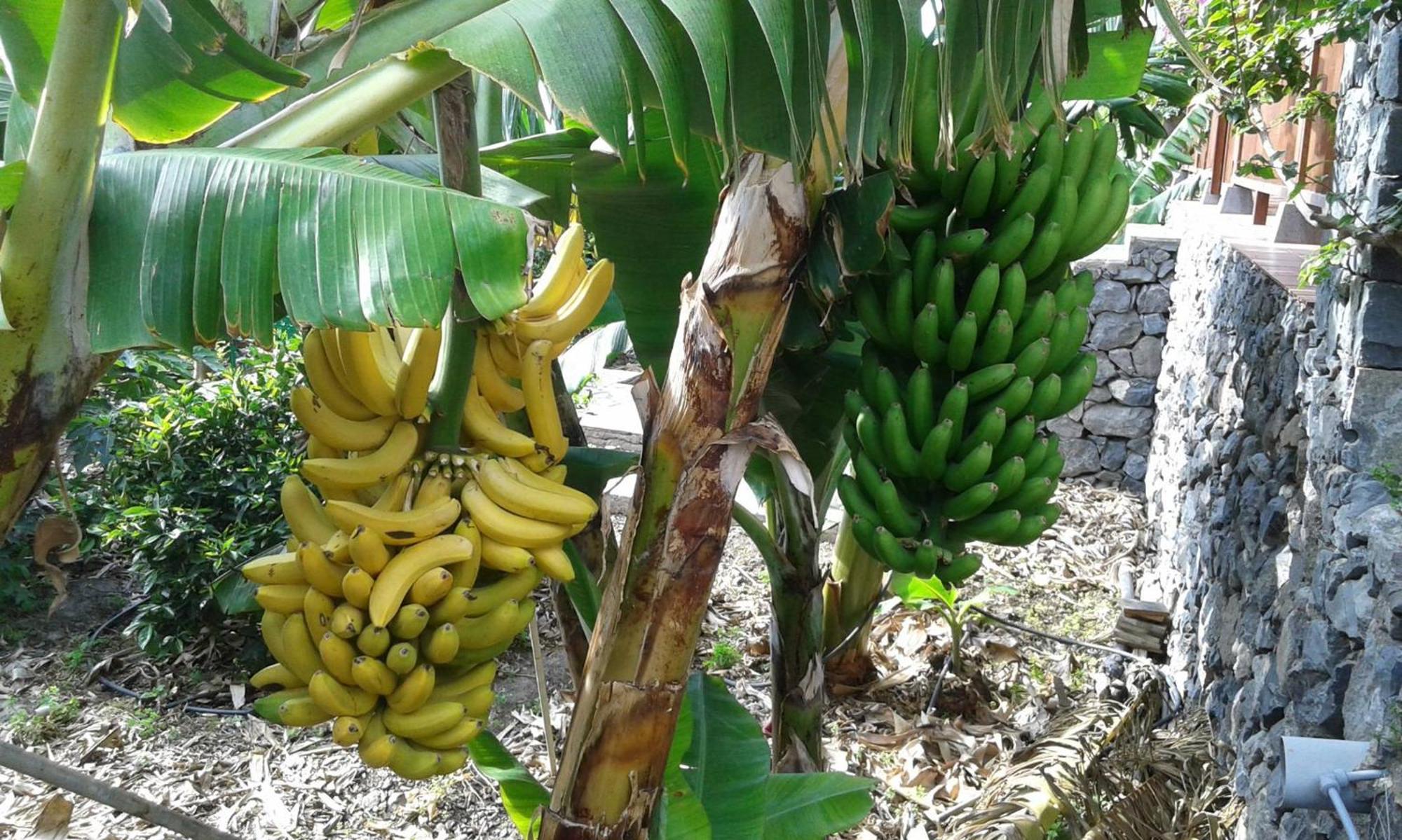 Finca Ossorio Casa Rita فاليهيرموسو المظهر الخارجي الصورة